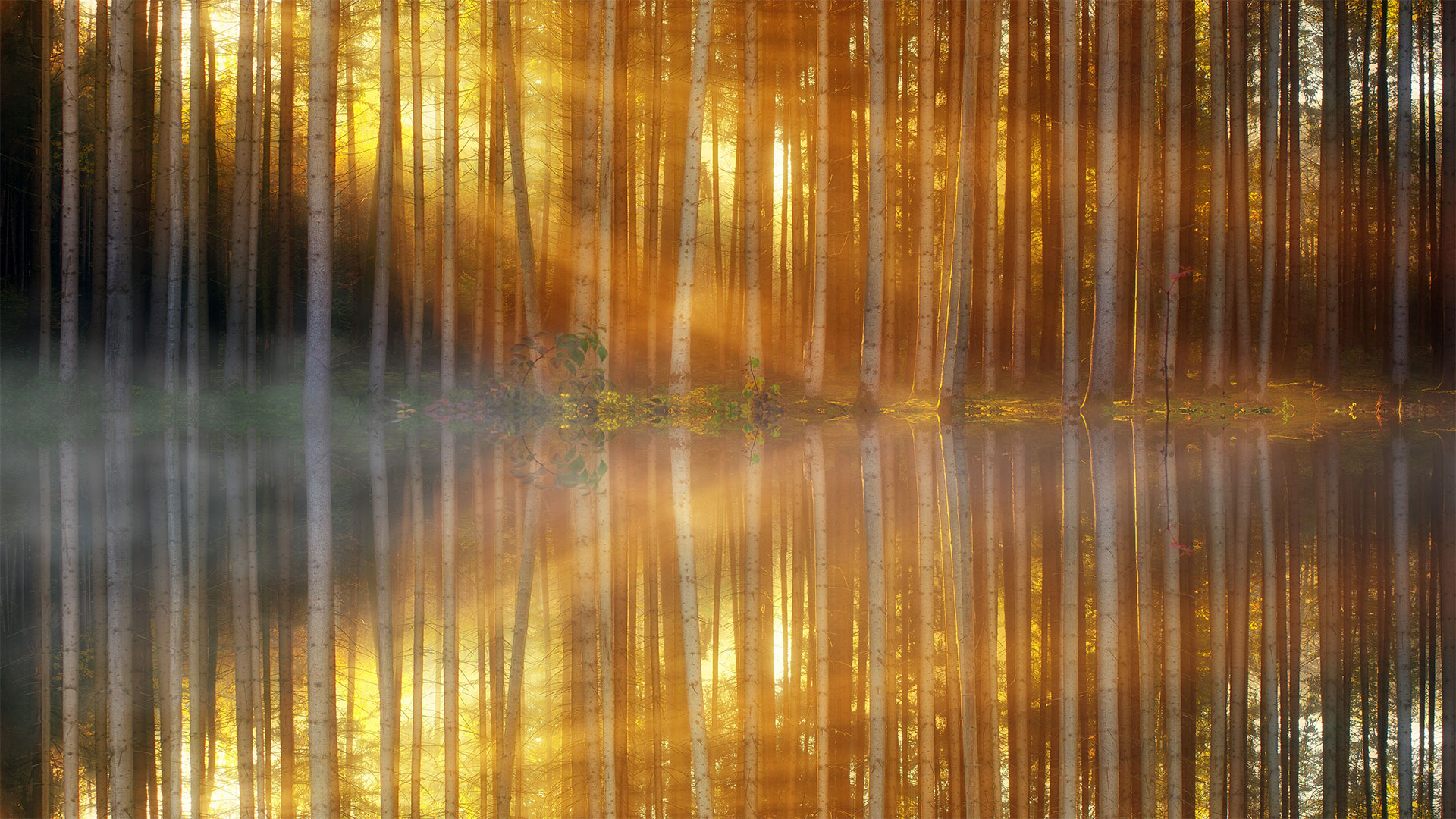 Waldnebel